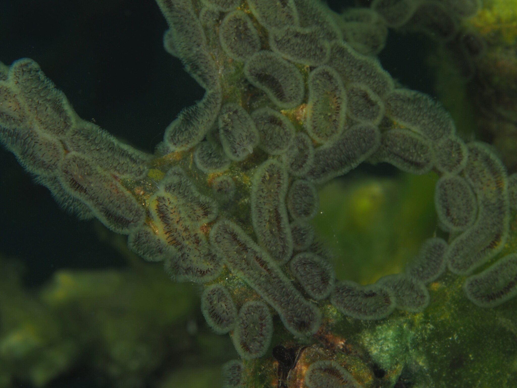 Cristatella mucedo Cuvier, 1798