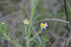 Hysterionica resinosa
