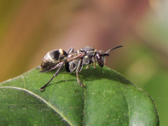Mischocyttarus pallidipectus