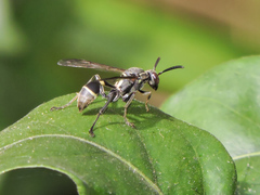 Mischocyttarus pallidipectus