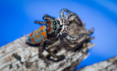 Maratus literatus
