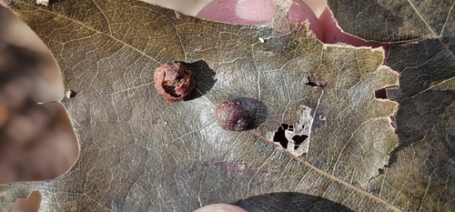 Unknown species found near Kingston Township, PA, USA