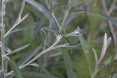 Pterocaulon