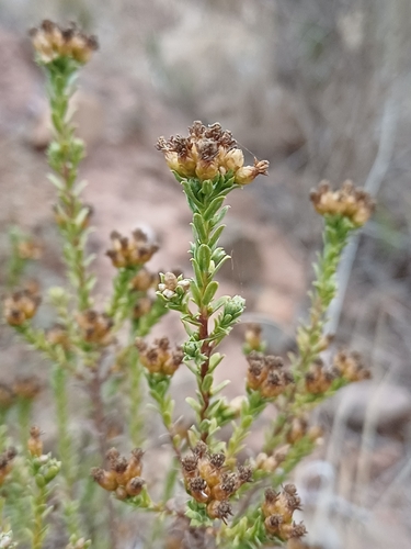 Lesser Perdekaroo (Oedera genistifolia)