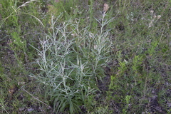 Pterocaulon