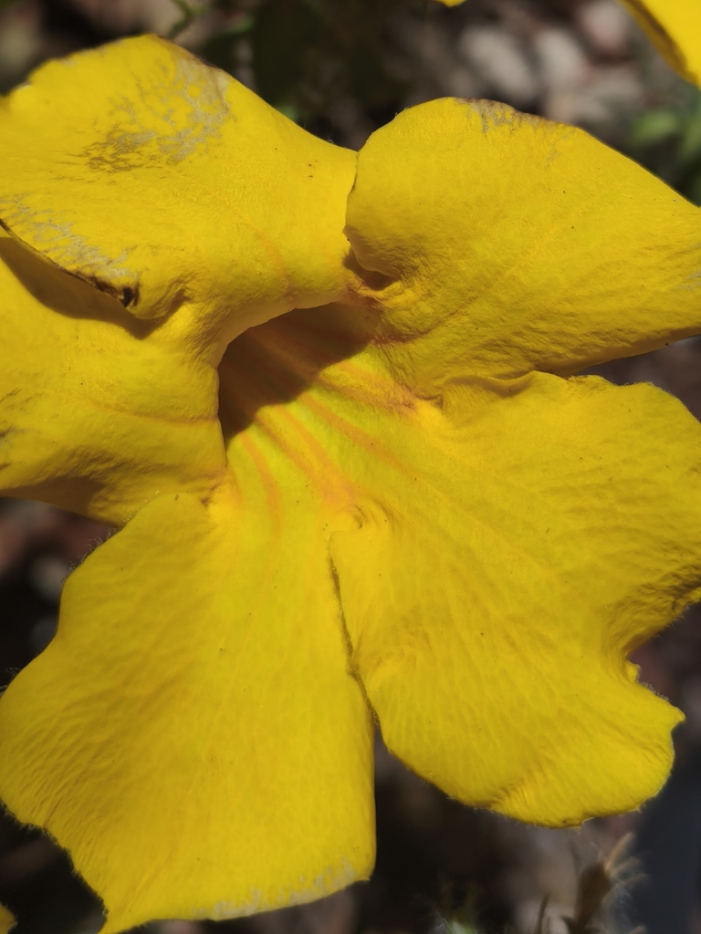 Dolichandra quadrivalvis