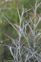 Pterocaulon