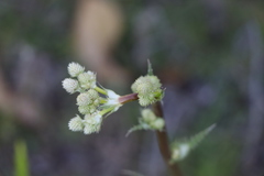 Eryngium serra