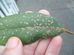 Chrysomphalus pinnulifer