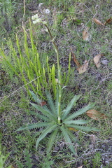 Eryngium serra