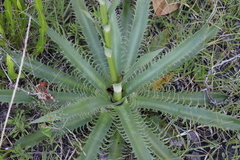 Eryngium serra