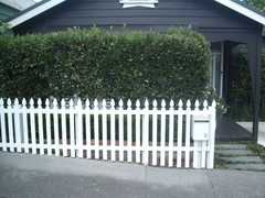 Chrysomphalus pinnulifer