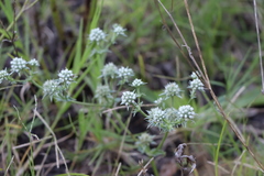 Eryngium nudicaule