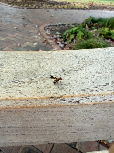Unknown species found near E Cameron Ave, Chapel Hill, NC, US