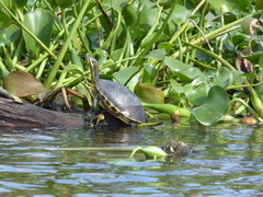 Trachemys venusta venusta