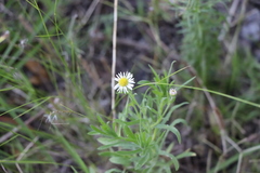 Hysterionica resinosa