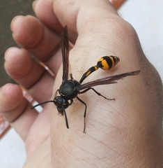 Phimenes flavopictus blanchardi