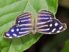 Myscelia cyaniris