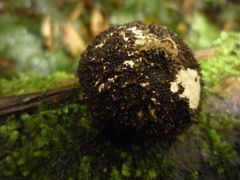 Lycoperdon compactum