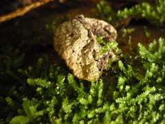 Lycoperdon compactum