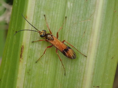 Sphictostethus fugax