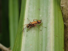 Sphictostethus fugax