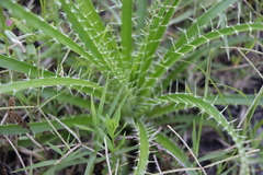 Eryngium horridum