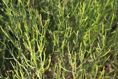 Baccharis articulata