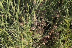 Baccharis articulata