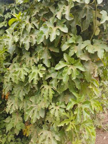 Cayaponia martiana