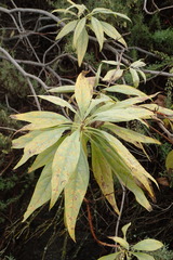 × chitalpa tashkentensis