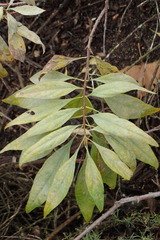 × chitalpa tashkentensis