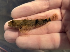 Mottled Sculpin photo 3