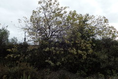 × chitalpa tashkentensis