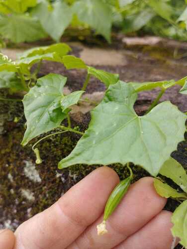 Melothria cucumis