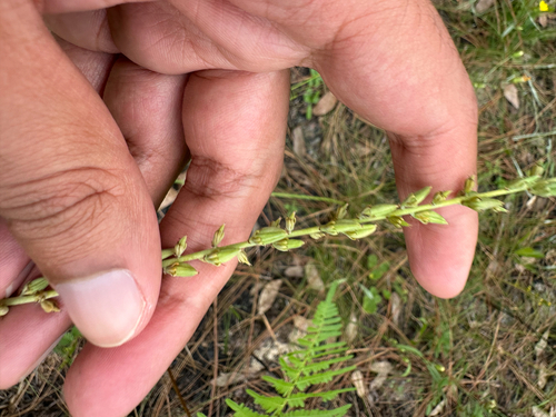 Florida feathershank (Schoenocaulon dubium)