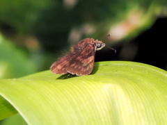 Pellicia dimidiata dimidiata