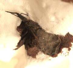 Triatoma sanguisuga
