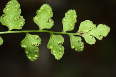 Cystopteris tasmanica
