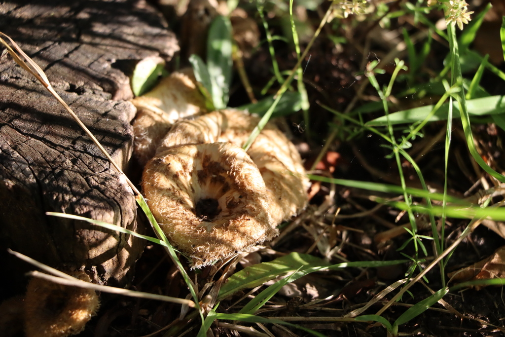 Lentinus crinitus · December 2019 · photo: © flo_grattarola (iNaturalist, cc0)