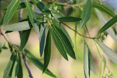 Quillaja brasiliensis