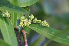 Ruprechtia salicifolia