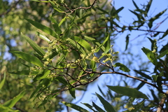 Ruprechtia salicifolia