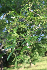 Ruprechtia salicifolia