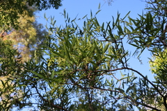 Ruprechtia salicifolia