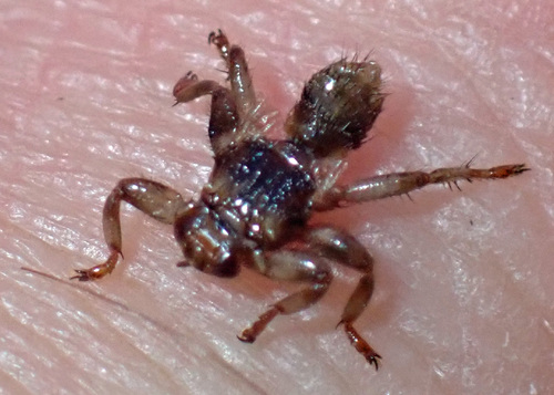 Unknown species found near Hardwick, MA, USA