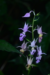 Calanthe puberula