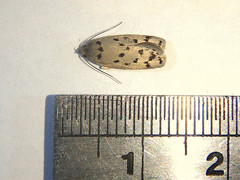 Ericibdela delotis
