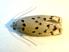 Ericibdela delotis