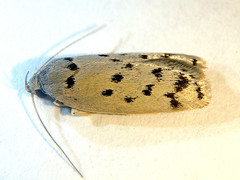 Ericibdela delotis